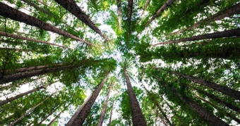 reforestation entreprise compensation arbres